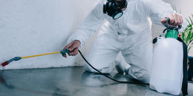 Como é Feita a Dedetização de Baratas em Duque de Caxias: Conheça 6 Métodos Como é feita a dedetização de baratas em Duque de Caxias